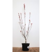 Kategorie <b>Laubbäume </b> - Prunus cerasifera 'Nigra' 2 L 40-60