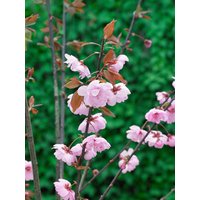 Kategorie <b>Laubbäume </b> - Prunus cerasifera 'Pleniflora' 80-100 cm