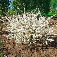 Kategorie <b>Blütensträucher und Ziergehölze </b> - Prunus glandulosa 'Alboplena' 40-60 cm