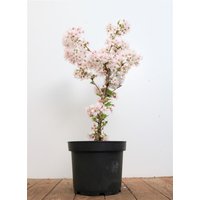Kategorie <b>Laubbäume </b> - Prunus incisa 'Mikinori' 40-60 cm