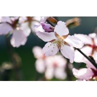 Blütensträucher und Ziergehölze - Prunus kurilensis 'Ruby' CAC 80-100 cm