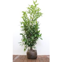 Kategorie <b>Hecken </b> - Prunus laurocerasus 'Herbergii' 100-125 cm