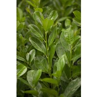 Kategorie <b>Hecken </b> - Prunus laurocerasus 'Rotundifolia' 125 cm Stammhöhe