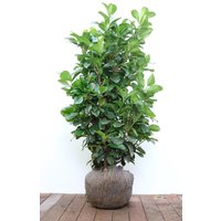 Kategorie <b>Hecken </b> - Prunus laurocerasus 'Etna' -R- 80-100 cm