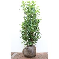 Kategorie <b>Hecken </b> - Prunus laurocerasus 'Genolia' -R- 100-125 cm