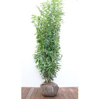 Kategorie <b>Hecken </b> - Prunus laurocerasus 'Genolia' -R- 150-175 cm