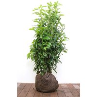 Kategorie <b>Hecken </b> - Prunus laurocerasus 'Genolia' -R- 80-100 cm