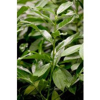 Kategorie <b>Hecken </b> - Prunus laurocerasus 'Genolia' -R- 40-60 cm