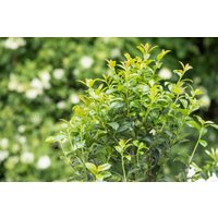 Kategorie <b>Stauden </b> - Prunus laurocerasus 'Green Torch' 15-20 cm