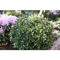 Kategorie <b>immergrüne Laubbäume </b> - Prunus laurocerasus 'Mano' 50-60 cm