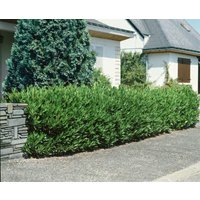 Kategorie <b>immergrüne Laubbäume </b> - Prunus laurocerasus 'Otto Luyken' 80-100 cm
