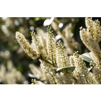 Kategorie <b>immergrüne Laubbäume </b> - Prunus laurocerasus 'Piranha' -R- 60-80 cm