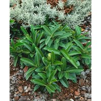 Kategorie <b>immergrüne Laubbäume </b> - Prunus laurocerasus 'Renault Ace' -R- 80-100 cm