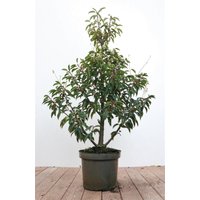 Kategorie <b>Produkt nicht gewünscht </b> - Prunus lusitanica 60-80 cm