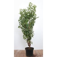 Kategorie <b>Produkt nicht gewünscht </b> - Prunus lusitanica 80-100 cm