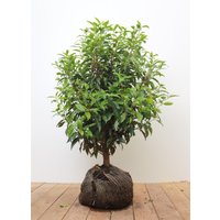 Kategorie <b>Produkt nicht gewünscht </b> - Prunus lusitanica 'Angustifolia' 40-60 cm