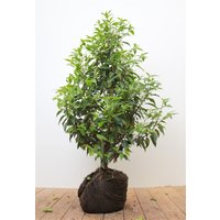 Kategorie <b>Produkt nicht gewünscht </b> - Prunus lusitanica 'Angustifolia' 60-80 cm