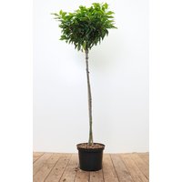 Kategorie <b>Produkt nicht gewünscht </b> - Prunus lusitanica 'Angustifolia' 80 cm Stammhöhe