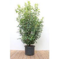Kategorie <b>Produkt nicht gewünscht </b> - Prunus lusitanica 'Angustifolia' 125-150 cm