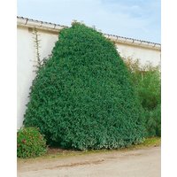 Kategorie <b>Produkt nicht gewünscht </b> - Prunus lusitanica 'Myrtifolia' 40-60 cm