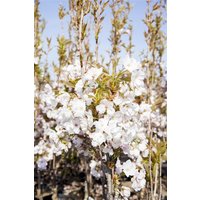Kategorie <b>Laubbäume </b> - Prunus serrulata 'Amanogawa' CAC 80-100 cm