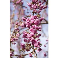 Kategorie <b>Laubbäume </b> - Prunus serrulata 'Kiku-shidare-zakura' 125-150 cm