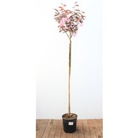 Kategorie <b>Laubbäume </b> - Prunus serrulata 'Royal Burgundy' 150 cm Stammhöhe