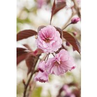 Kategorie <b>Laubbäume </b> - Prunus serrulata 'Royal Burgundy' 150-200 cm