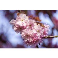 Kategorie <b>Laubbäume </b> - Prunus subhirtella 'Accolade' CAC 120 cm Stammhöhe