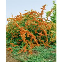 Kategorie <b>Produkt nicht gewünscht </b> - Pyracantha 'Bad Zwischenahn' 40-60 cm