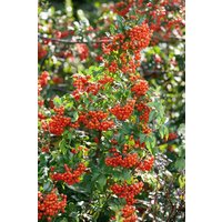 Kategorie <b>immergrüne Laubbäume </b> - Pyracantha 'Mohave' 40-60 cm