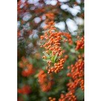 Kategorie <b>immergrüne Laubbäume </b> - Pyracantha 'Saphyr Orange' 80-100 cm