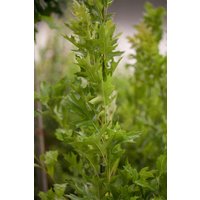 Kategorie <b>Laubbäume </b> - Quercus palustris 'Green Pillar' -R- 60-80 cm