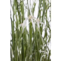 Kategorie <b>Gräser </b> - Rhynchospora colorata 'Sternentänzer' 20-30 cm