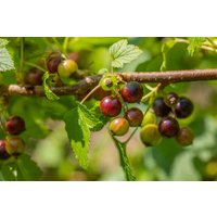 Kategorie <b>Beeren </b> - Ribes nigrum Ben Sarek 30-40 cm