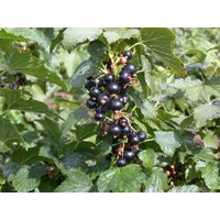 Kategorie <b>Beeren </b> - Ribes nigrum Silvergieters Schwarze 30-40 cm