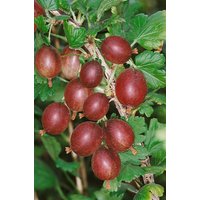 Kategorie <b>Beeren </b> - Ribes uva-crispa Captivator' 30-40 cm
