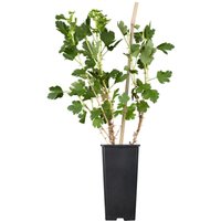Kategorie <b>Obst </b> - Ribes uva-crispa 'Hinnonmäki Grün' 30-40 cm