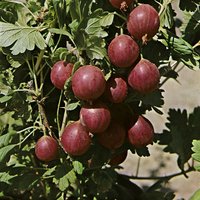 Kategorie <b>Beeren </b> - Ribes uva-crispa Relina' ® 40-50 cm