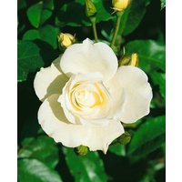 Kategorie <b>Produkt nicht gewünscht </b> - Rosa 'Schneewittchen' 140 cm Stammhöhe