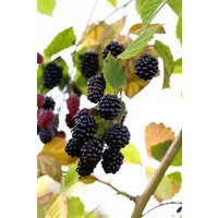 Kategorie <b>Produkt nicht gewünscht </b> - Rubus fruticosus 'Navaho' -R- CAC 30-40 cm
