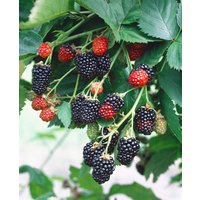Kategorie <b>Produkt nicht gewünscht </b> - Rubus fruticosus 'Triple Crown' CAC 30-40 cm