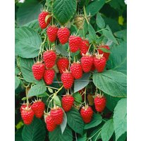 Kategorie <b>Beeren </b> - Rubus idaeus 'Tulameen' -S- CAC 30-40 cm