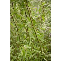 Kategorie <b>Laubbäume </b> - Salix matsudana 'Tortuosa' 60-100 cm