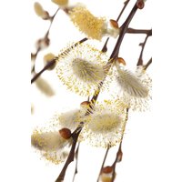 Kategorie <b>Laubbäume </b> - Salix repens 'Iona' 60 cm Stammhöhe