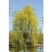 Kategorie <b>Laubbäume </b> - Salix sepulcralis 'Chrysocoma' 150-175 cm