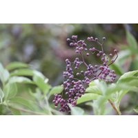 Kategorie <b>Produkt nicht gewünscht </b> - Sambucus nigra 100-150 cm