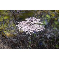 Kategorie <b>Produkt nicht gewünscht </b> - Sambucus nigra 'Black Lace' -R--S- 100 cm Stammhöhe