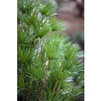 Kategorie <b>Produkt nicht gewünscht </b> - Sciadopitys verticillata 60-70 cm