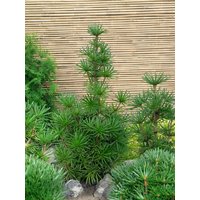 Kategorie <b>Blütensträucher und Ziergehölze </b> - Sciadopitys verticillata 'Sternschnuppe' 30-40 cm